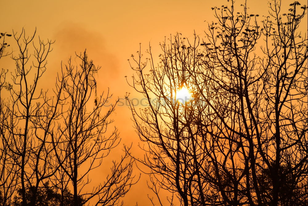 Similar – Image, Stock Photo Forest fire Agriculture