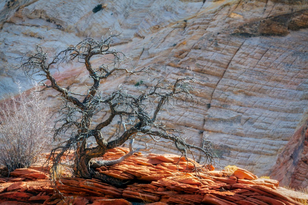 Similar – Foto Bild Balanced Rock Umwelt Natur