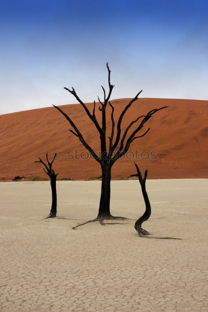 Deadvlei (Namibia)