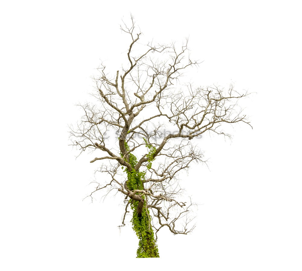 Similar – Image, Stock Photo Tree in the sky