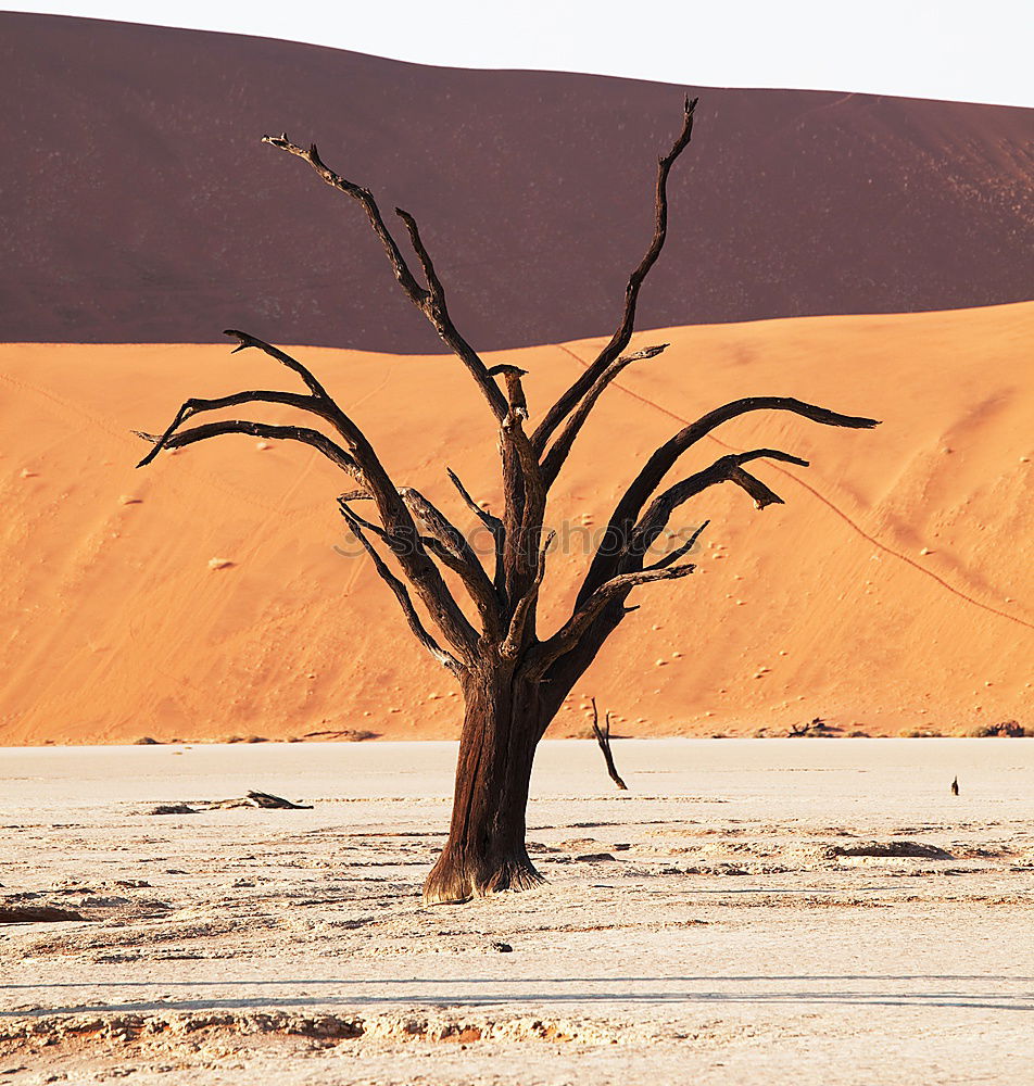 Deadvlei (Namibia)