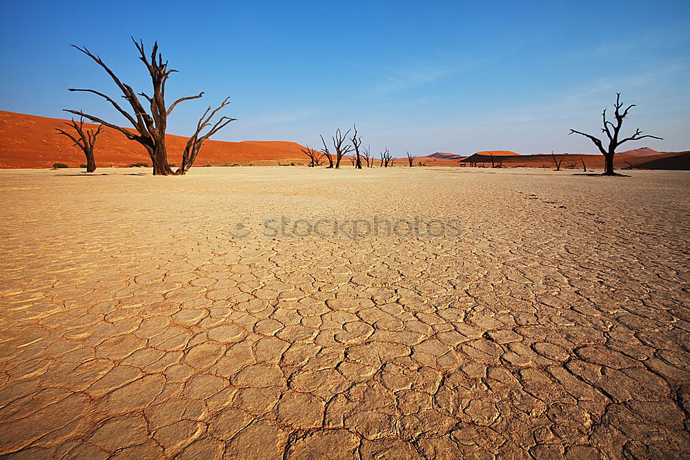 Similar – Image, Stock Photo Dead Acacia Trees in Namib desert