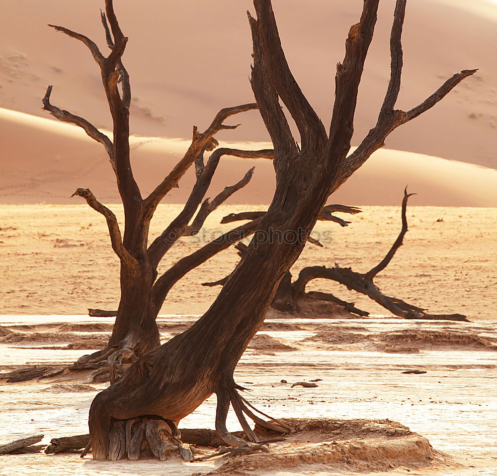 Similar – Deadvlei (Namibia)