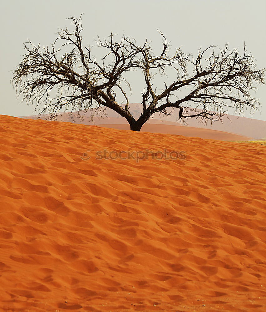 Similar – Deadvlei (Namibia)