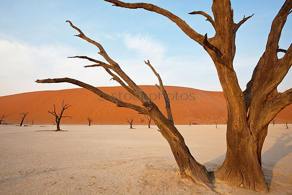 Similar – Deadvlei (Namibia)