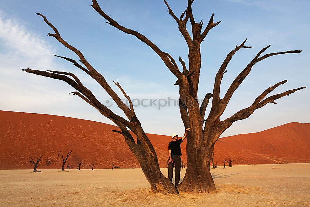 Similar – Image, Stock Photo Dead Acacia Trees in Namib desert