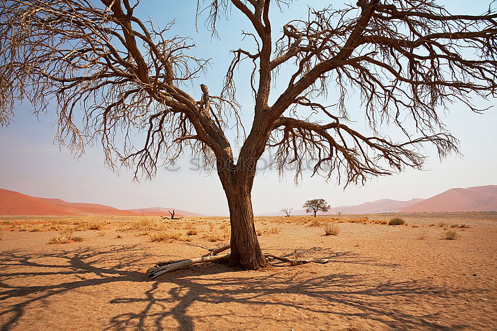 Similar – Image, Stock Photo Dead Acacia Trees in Namib desert