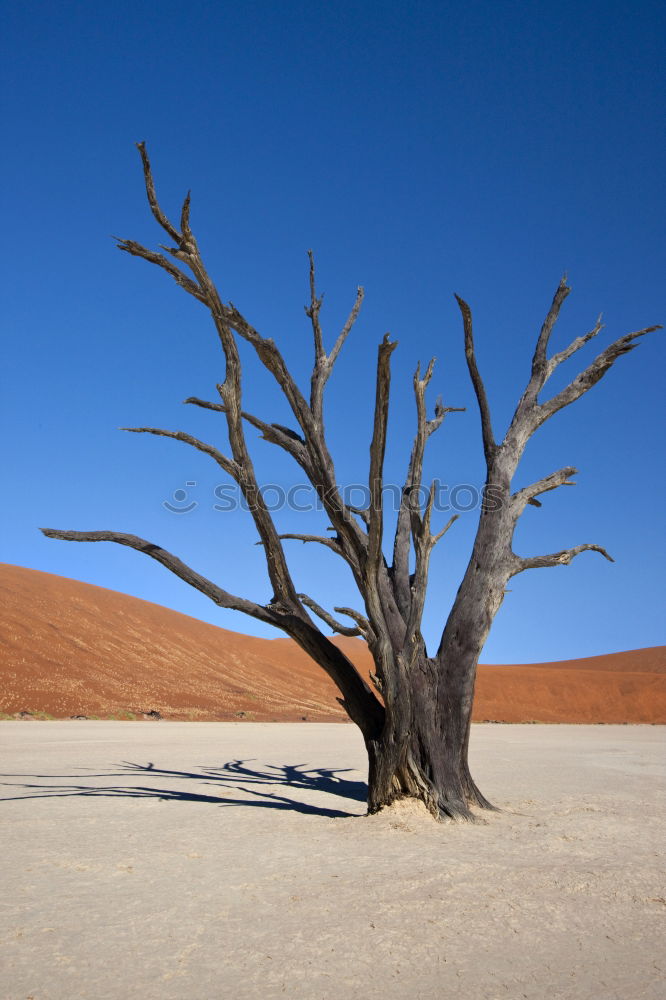 Similar – desert tree Tree Dry