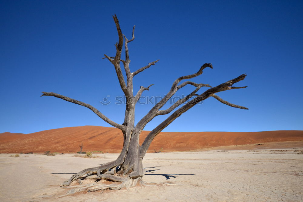 Similar – desert tree Tree Dry