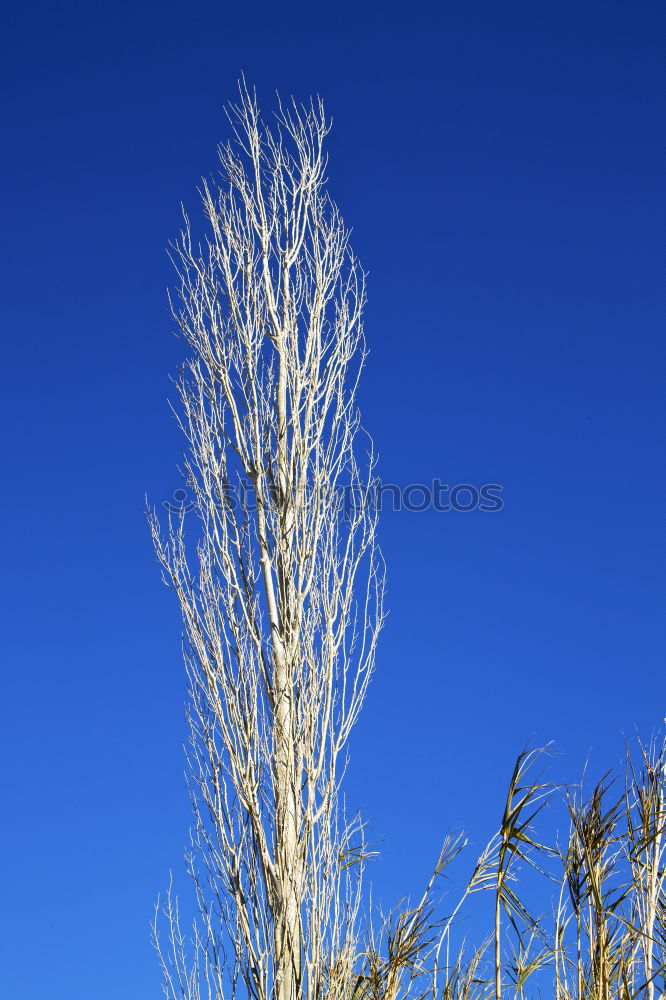 Similar – Foto Bild bamboo in the blue sky