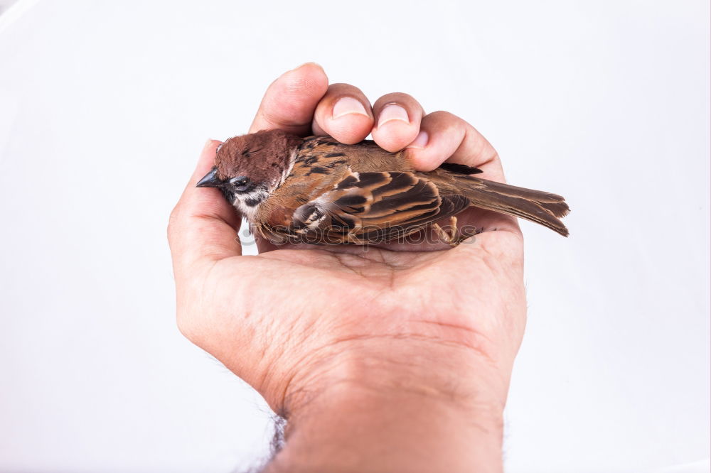 Similar – Image, Stock Photo Baby green Animal Pet Bird