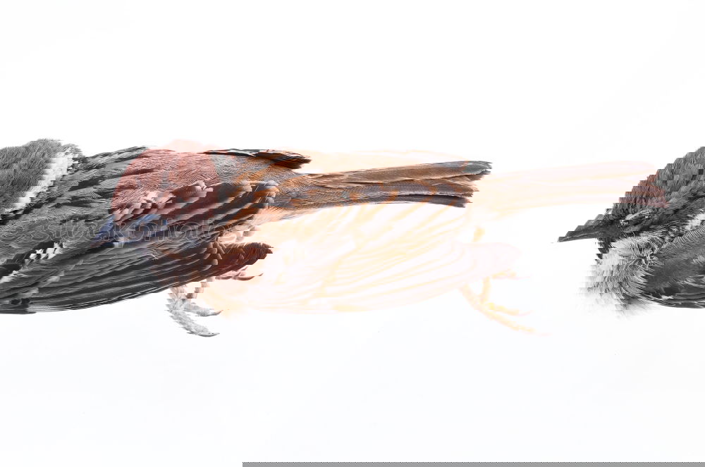 Image, Stock Photo over Sparrow Death Bird