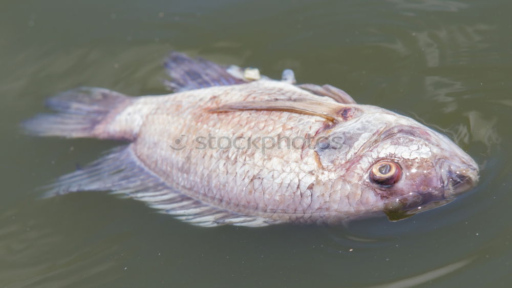 Similar – Foto Bild Ausgeblickt Angeln Wiese