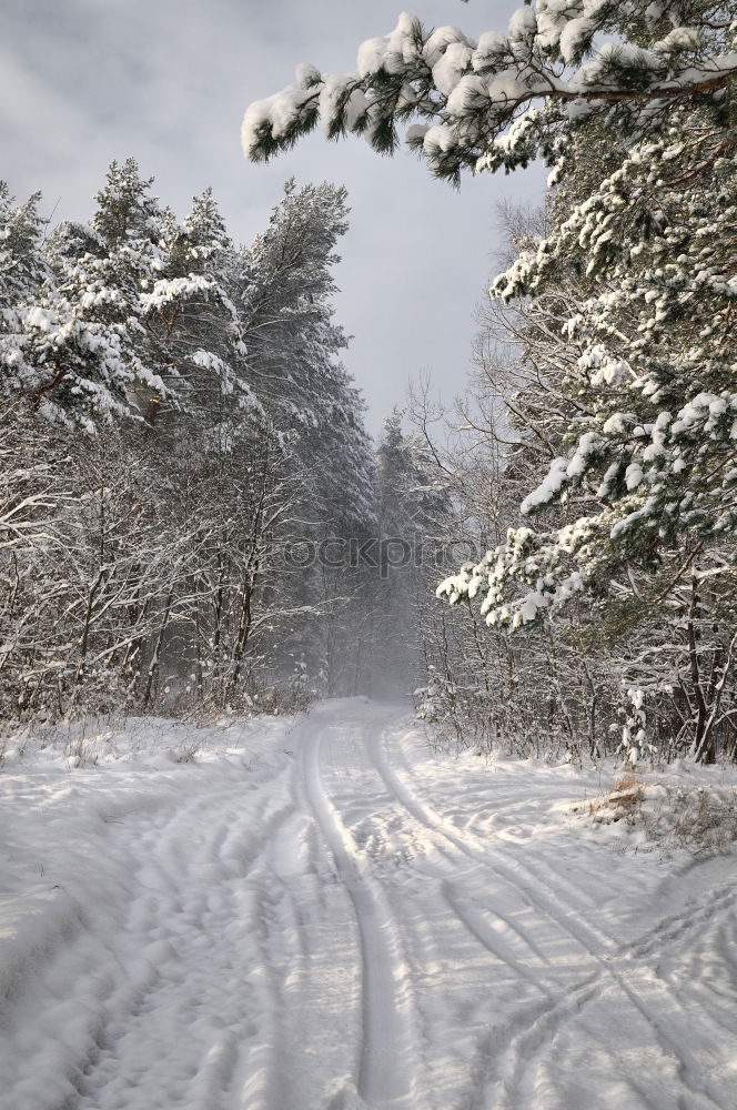 Similar – Winter fog on the footpath