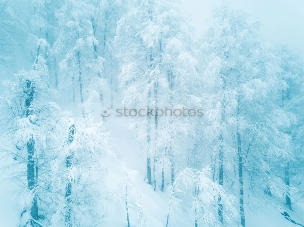 Similar – Double Winter Forest