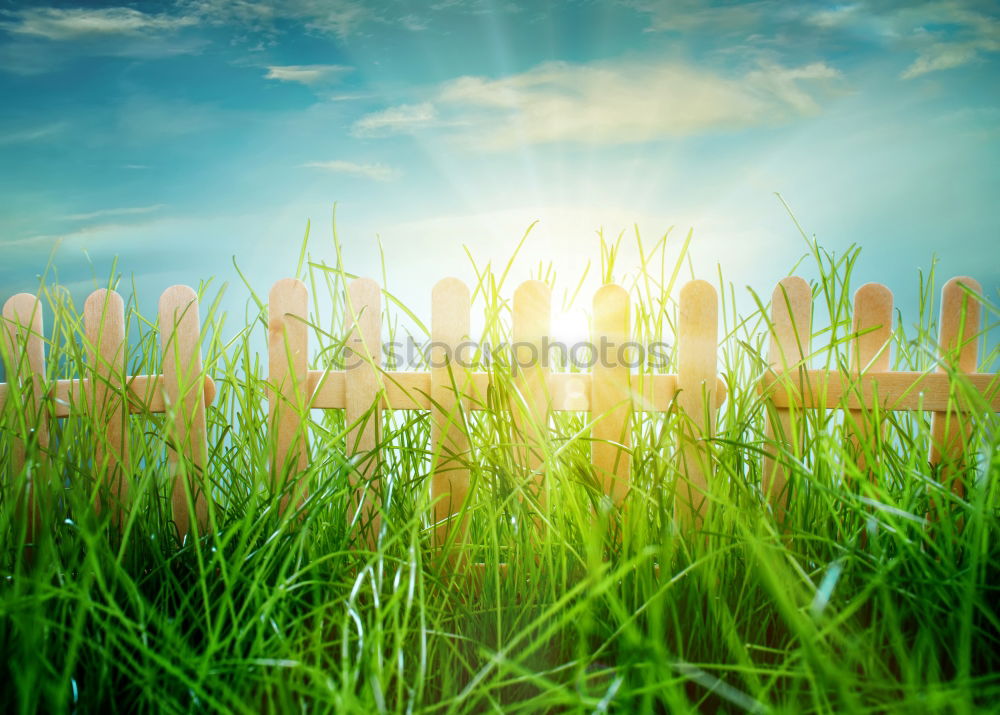 Similar – Image, Stock Photo Corn field in the summer