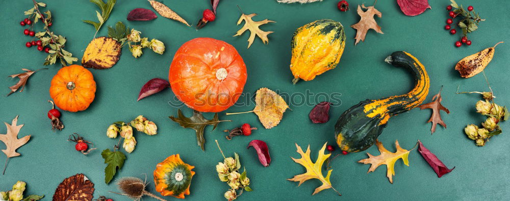 Similar – ornamental pumpkins Plant