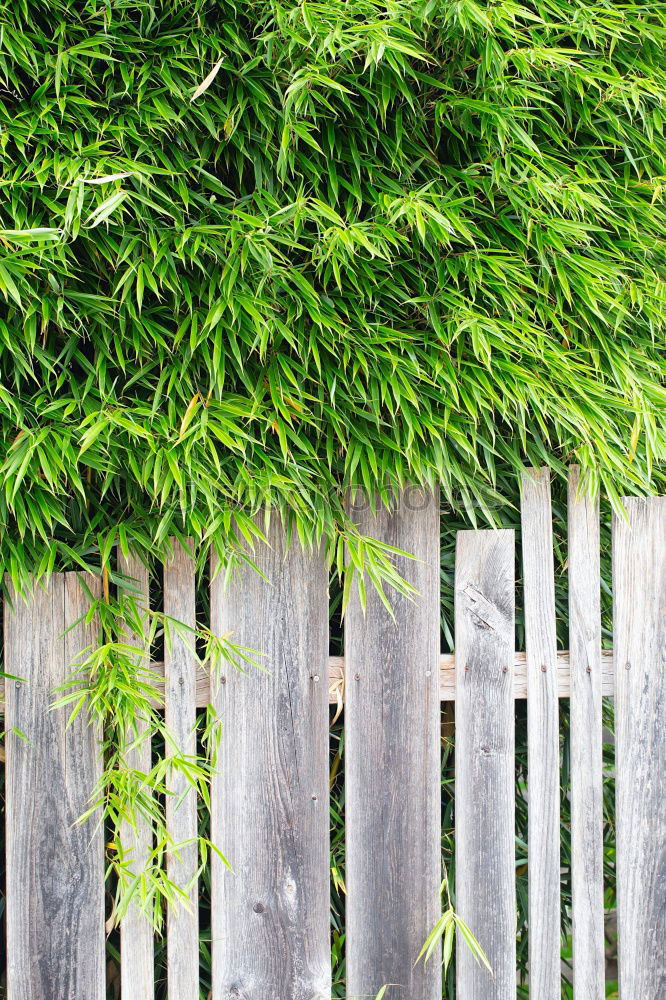 Similar – Mit Sträuchern und Blumen bewachsener Gartenzaun aus Holz