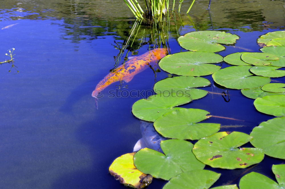 Similar – The Seahorse Animal Algae