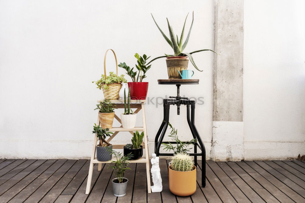 Similar – Image, Stock Photo flower and flower pot in the balcony