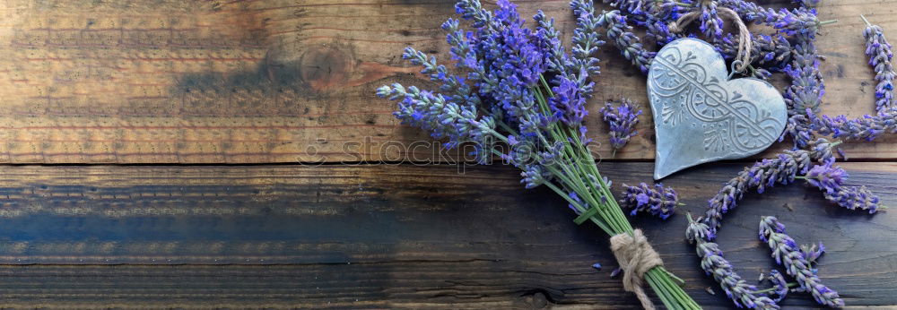 lavender Nature Spring