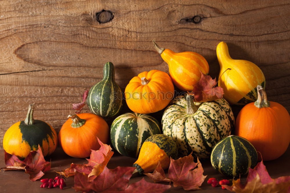 Similar – Pumpkin with colourful autumn leaves