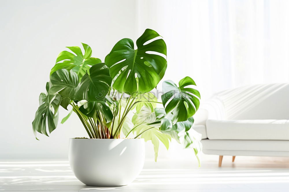 Similar – Image, Stock Photo green on white. Plant