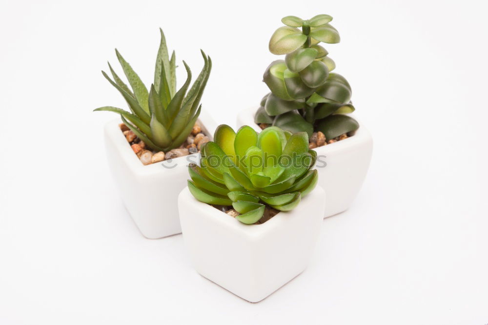 Similar – Image, Stock Photo Succulent houseplants in flower pots