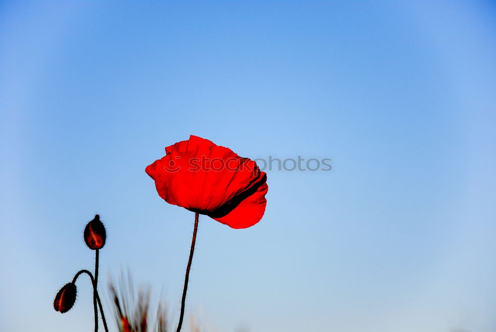 Similar – Red-Blue Flower Blossom