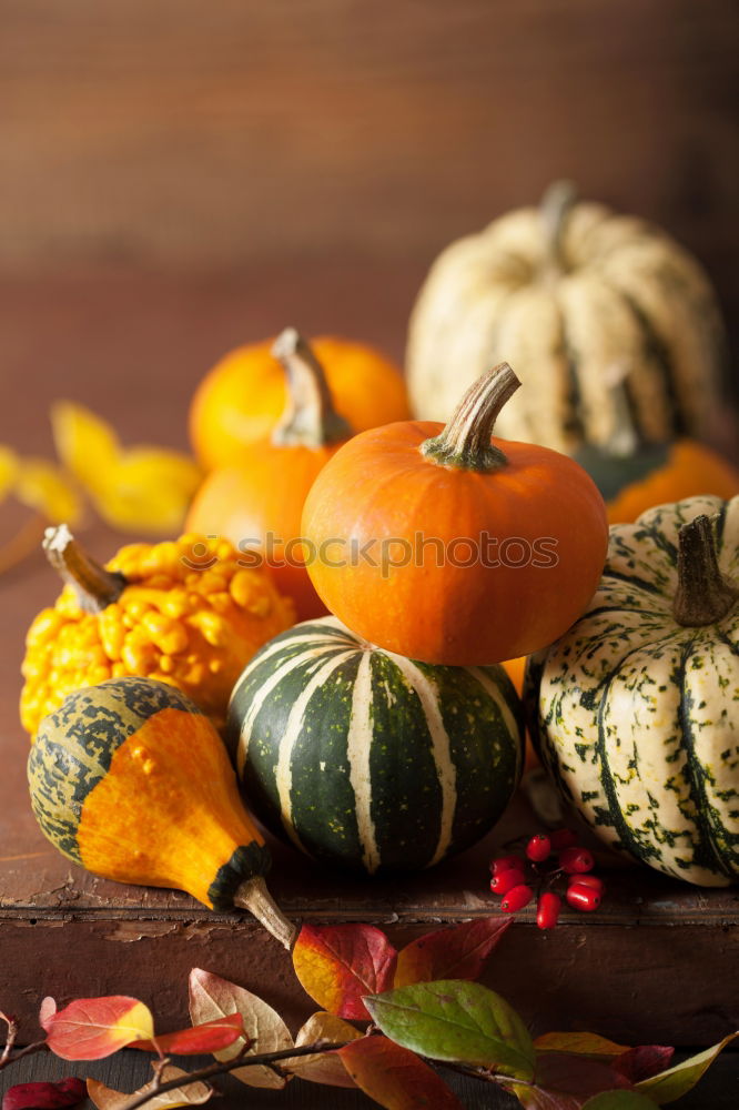 Similar – Pumpkin with colourful autumn leaves