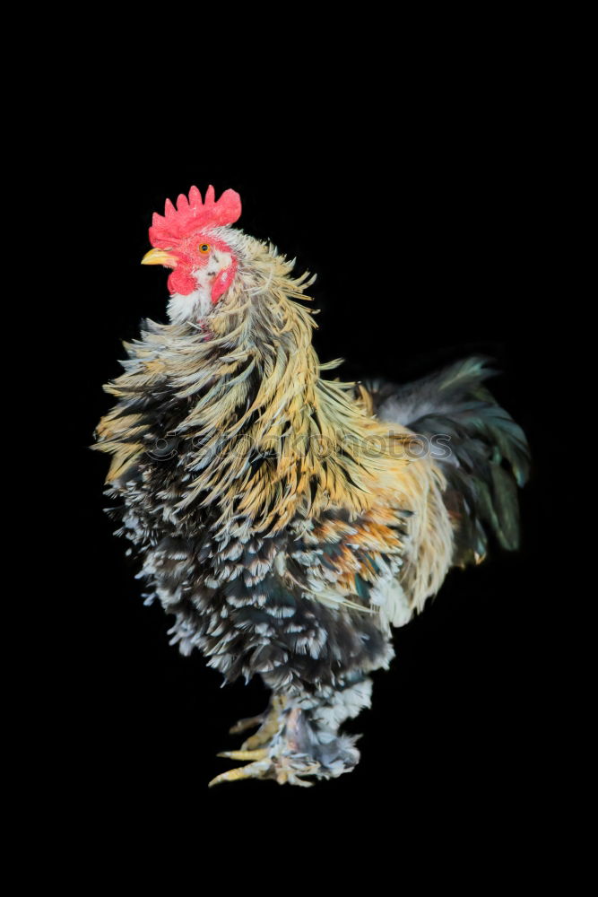 Similar – Image, Stock Photo Free range! Egg Poultry