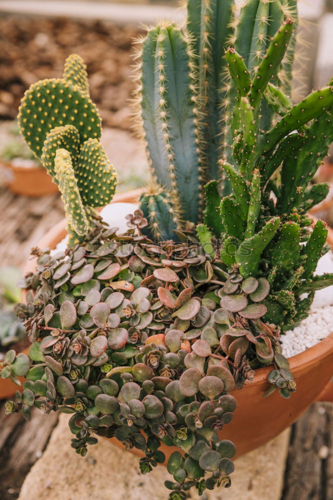 Similar – Image, Stock Photo cactus Cactus Plant