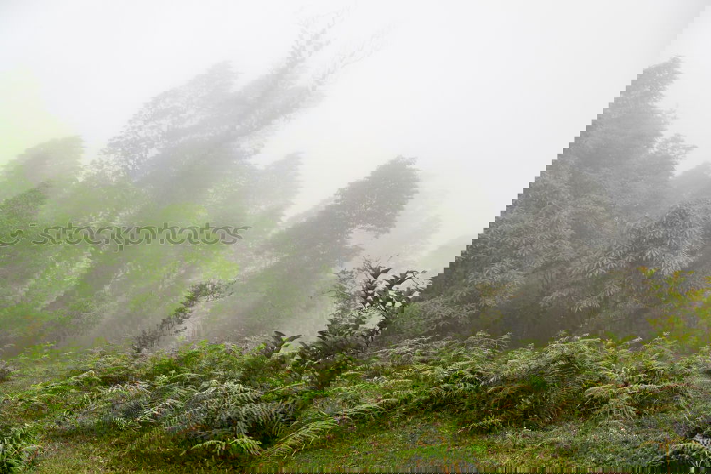Similar – Foto Bild rainforest Umwelt Natur