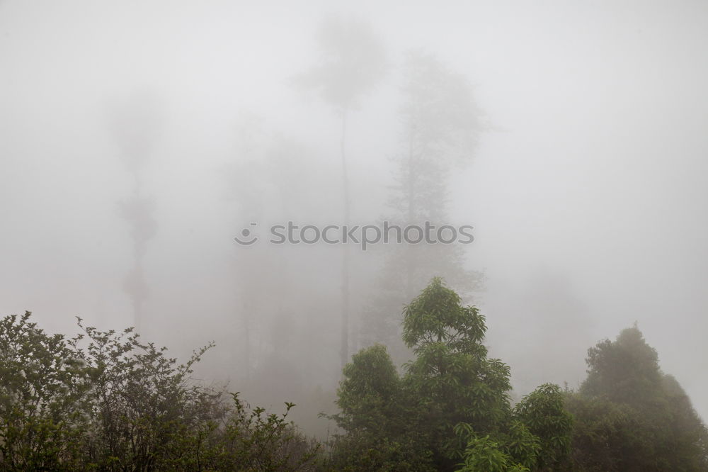 Similar – grey forest Nature