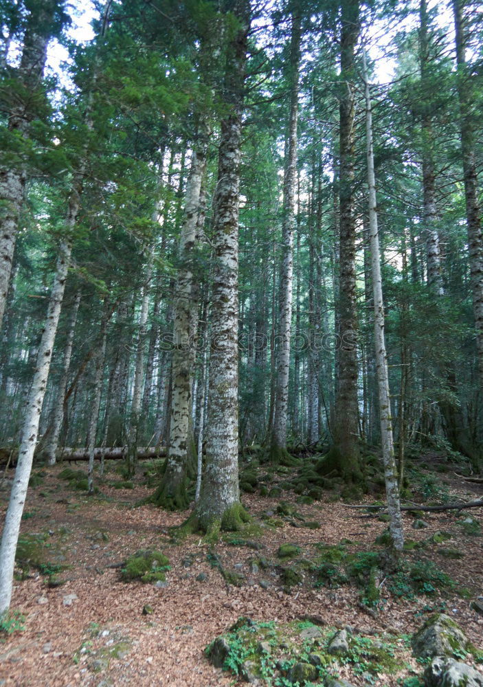 Similar – Image, Stock Photo mountain forest Forest