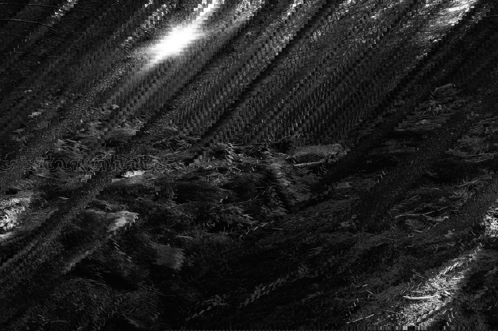 Similar – Foto Bild b&w christmas Natur Winter