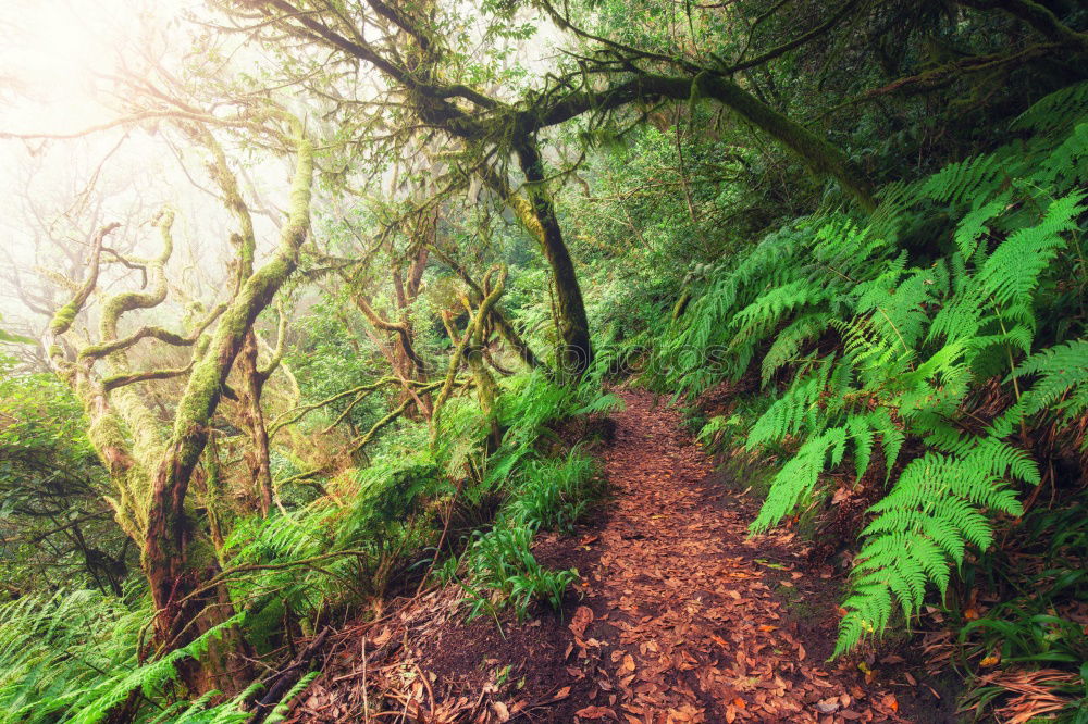 Similar – forest path Nature