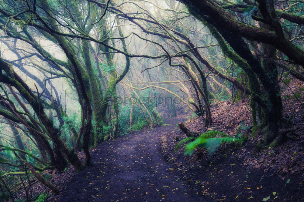 Similar – Green trees in the forest