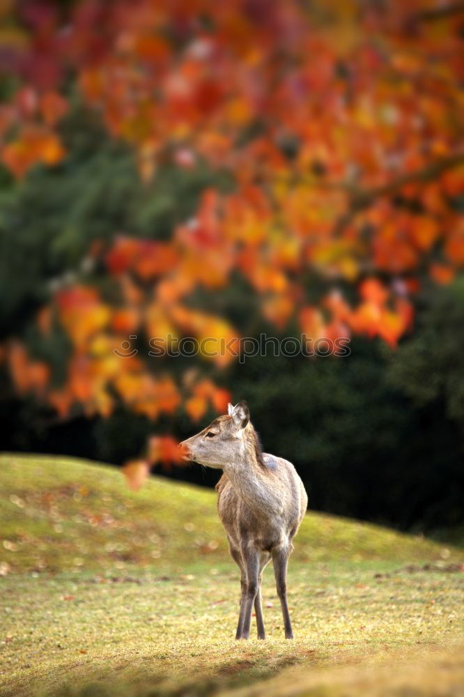 Similar – deer stag in the woods