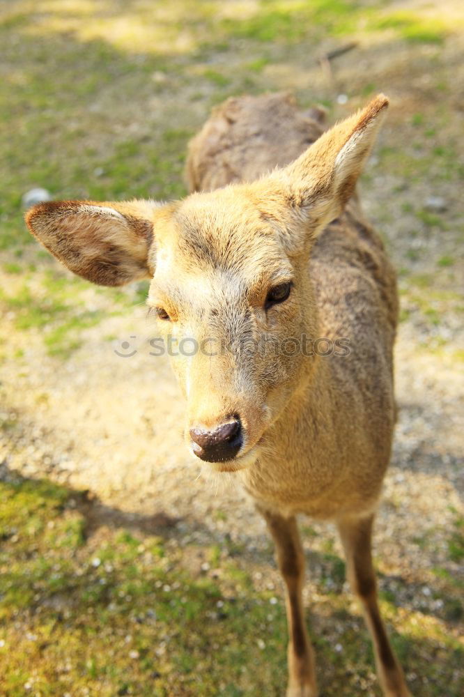 Similar – Image, Stock Photo fawn Nature Grass Meadow