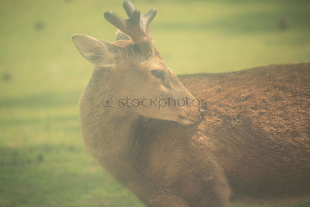 Similar – Image, Stock Photo little buck Wild animal