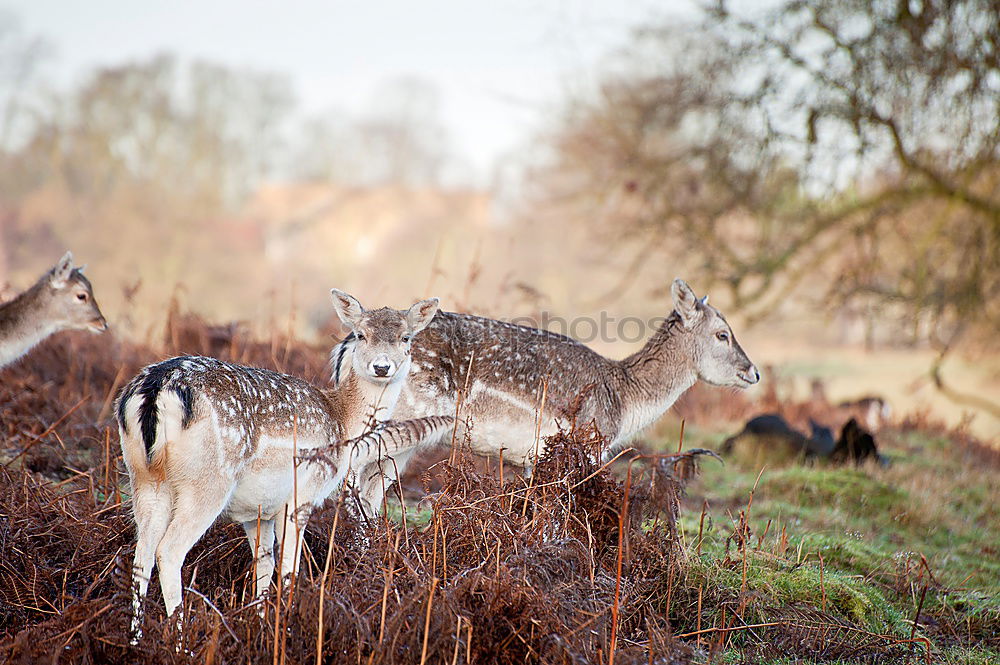 Similar – Foto Bild scheu Winter Baum Wiese