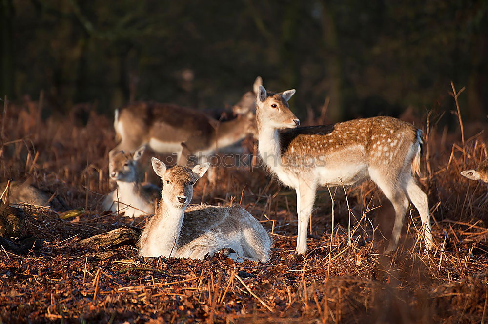 Similar – Image, Stock Photo We are family Meadow