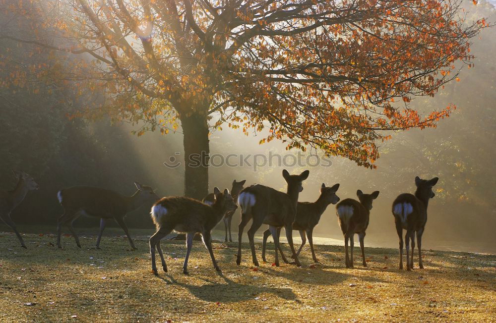 Similar – fallow deer hind in beautiful morning light