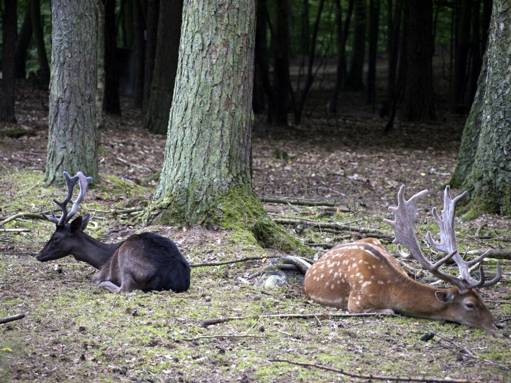 Similar – Foto Bild Vorsichtiger Blick Ausflug