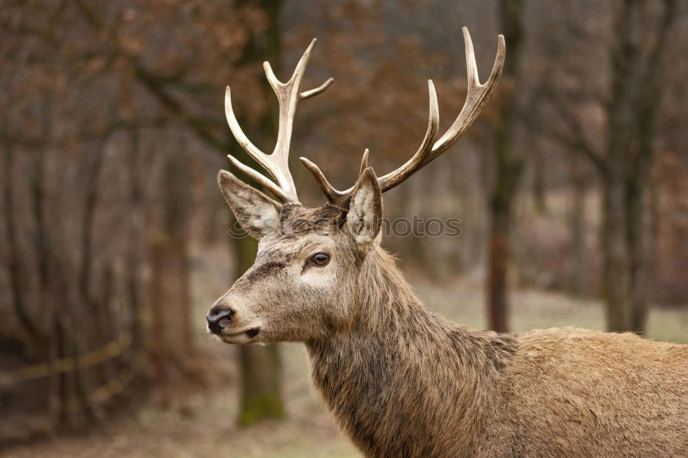 Similar – portrait of a fallow deer stag