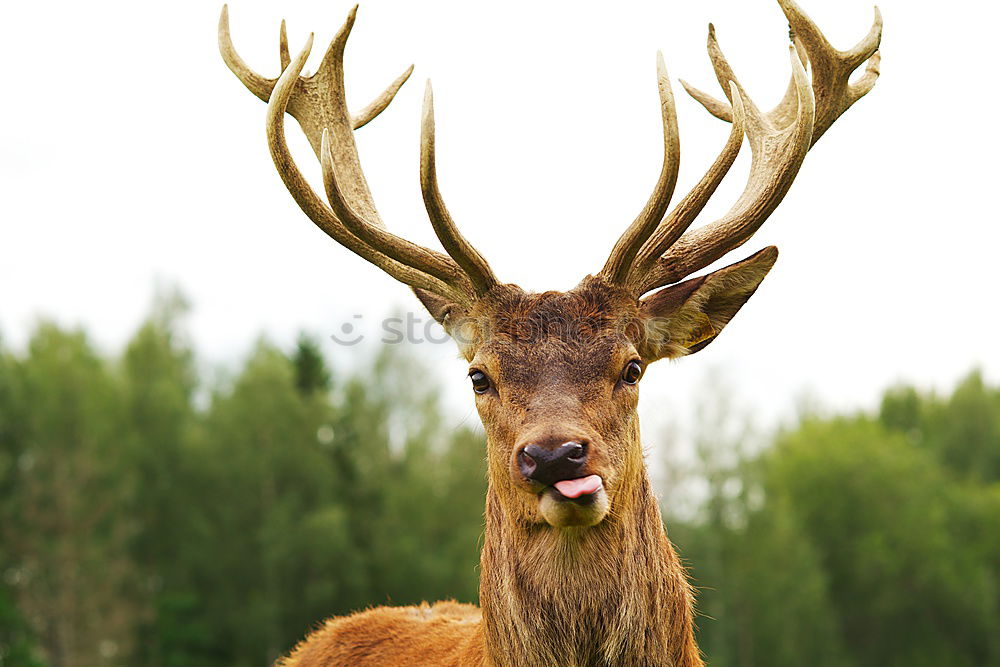 Similar – portrait of a fallow deer stag