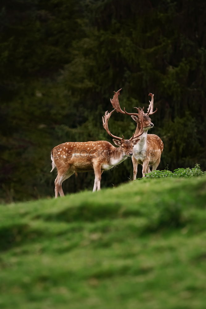 Similar – Foto Bild Steil bergab Umwelt Natur