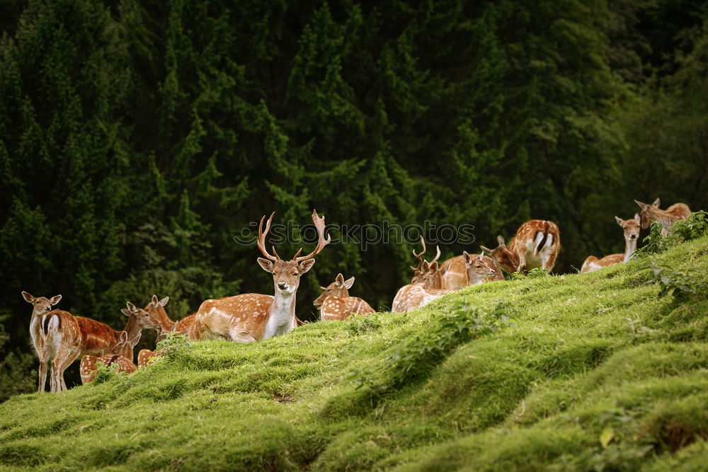 Similar – Foto Bild Steil bergab Umwelt Natur