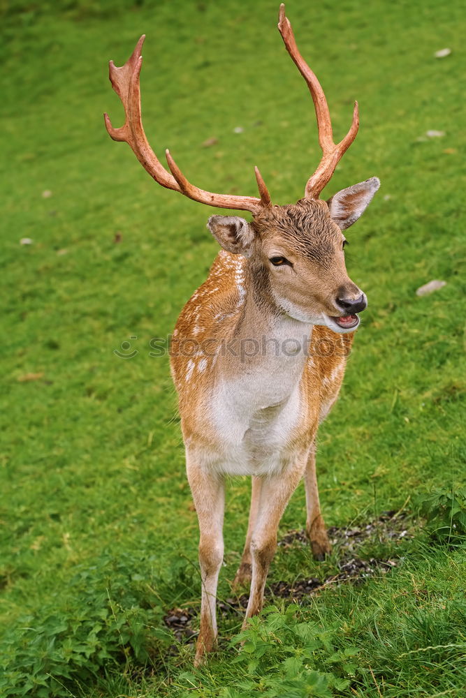 Similar – Foto Bild Kleinwild Kopf Reh Hirsche